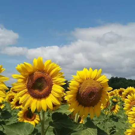 בית נופש Maison Belle Vue *