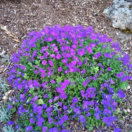 度假居 Maison Belle Vue Cherval