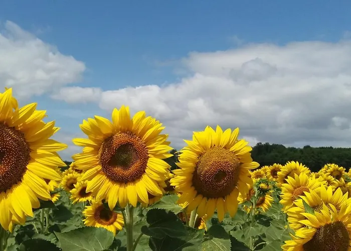 Vakantiehuis Maison Belle Vue *